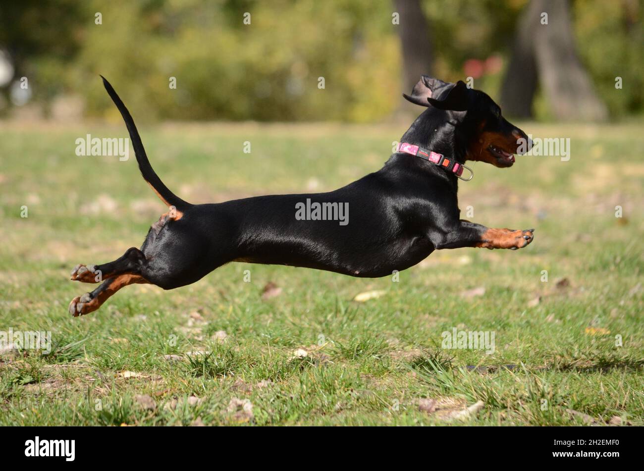 Dackel Hund läuft und springt Stockfoto