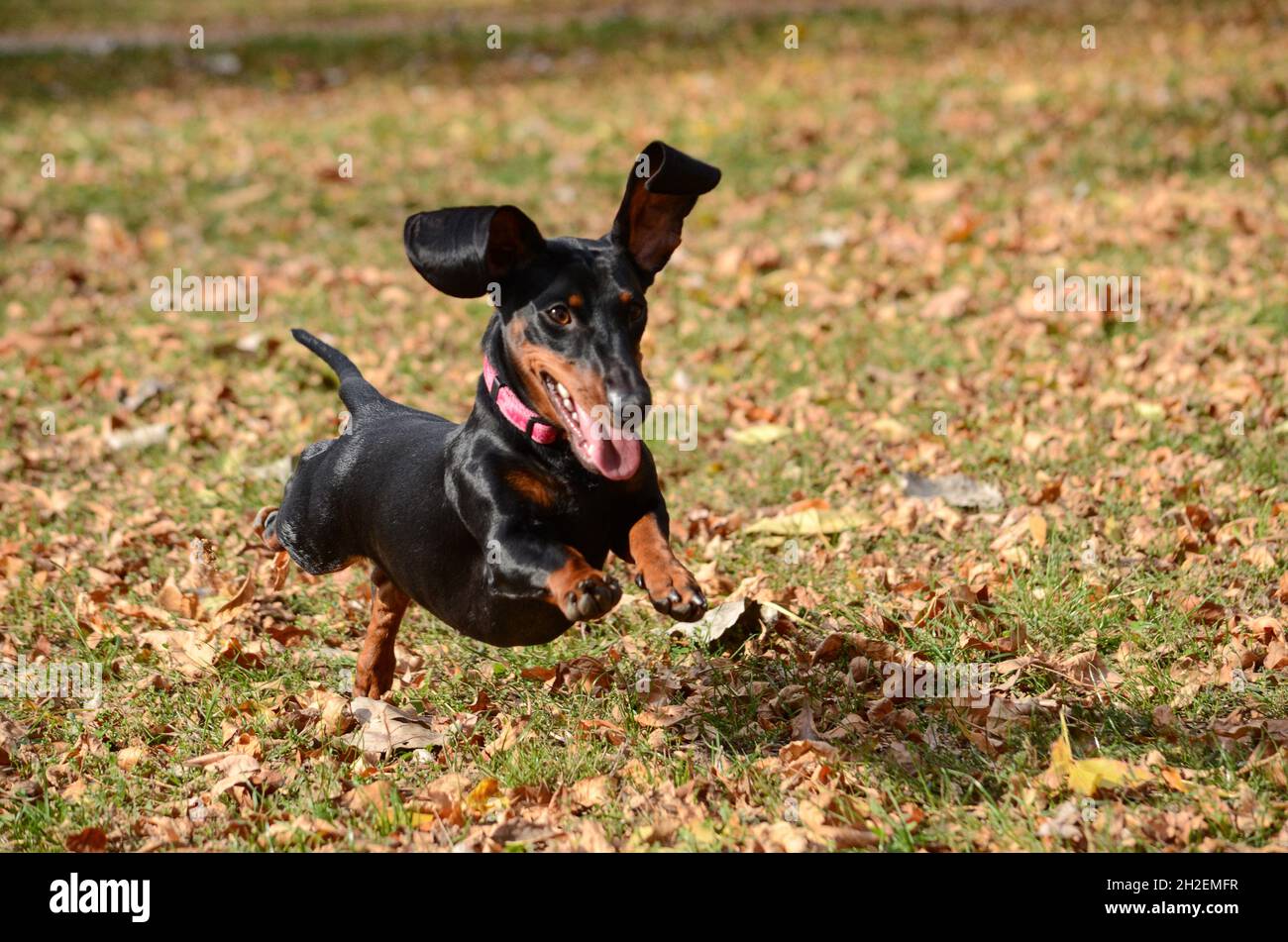 Dackel Hund läuft Stockfoto