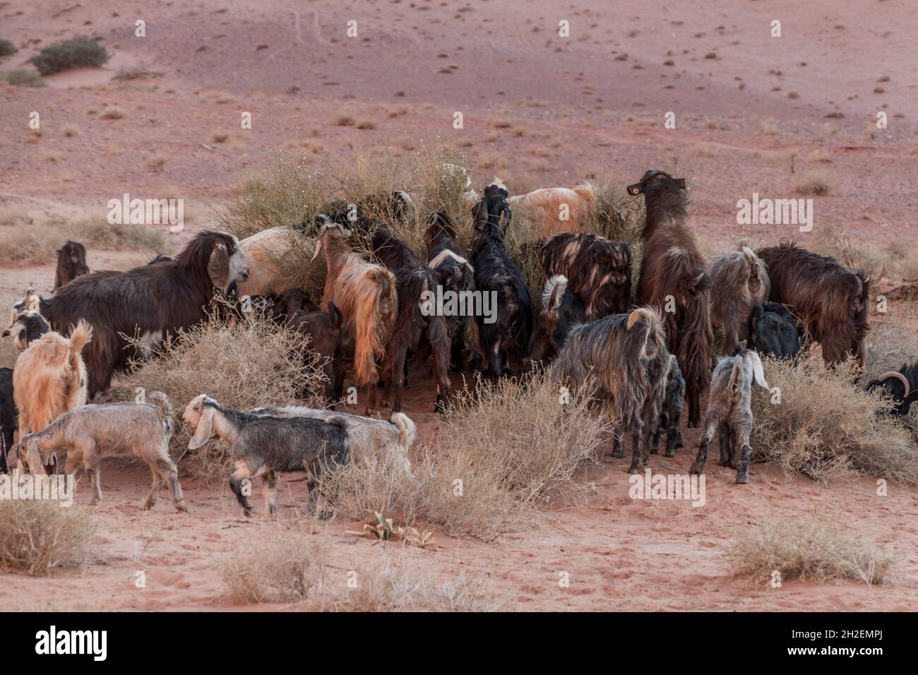 Ziegenherde in der Wadi Rum Wüste, Jordanien Stockfoto