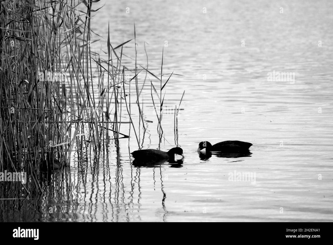 Zwei Enten auf der Suche nach Nahrung auf der Wasseroberfläche Stockfoto