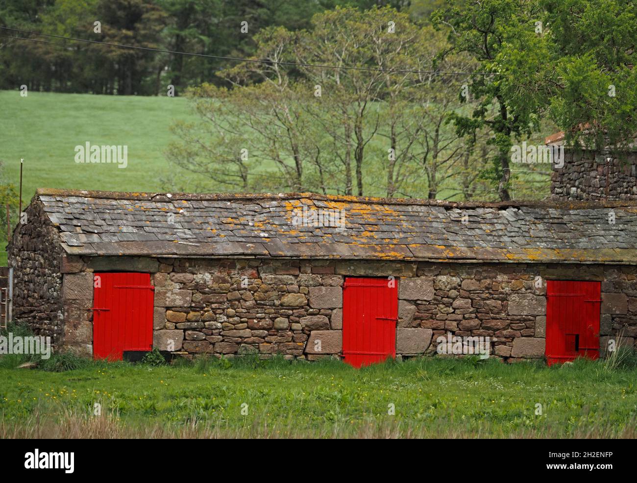 Leuchtend rot lackierte Holztüren an niedrigen Nebengebäuden mit massiven Steintürrahmen und gelben Flechten auf Schieferdach in Cumbria, England, Großbritannien Stockfoto