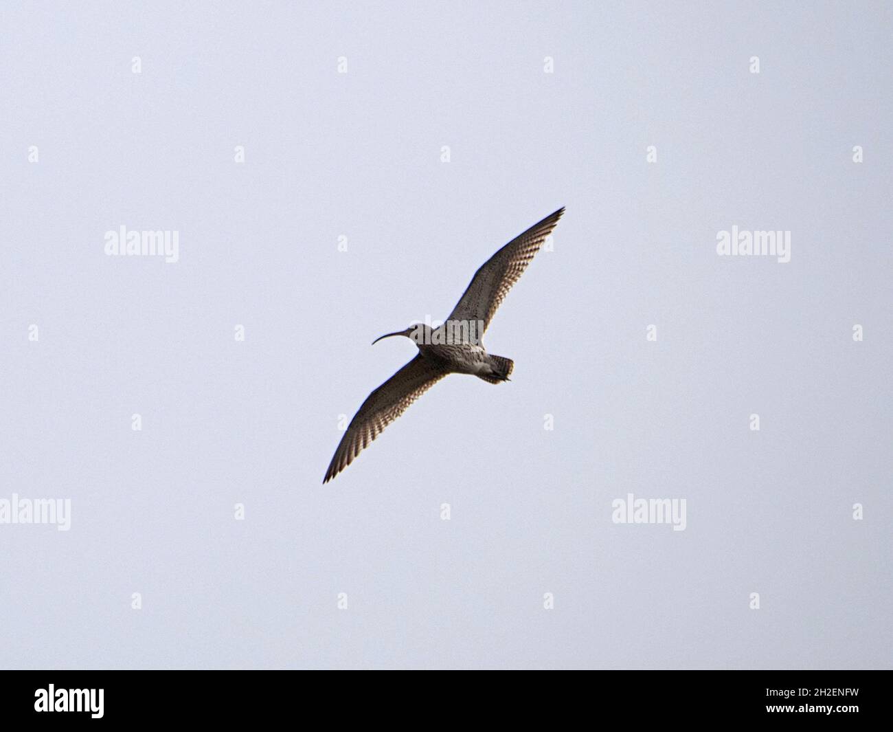 Eurasische Curlew (Numenius arquata) charakteristischer langer gebogener Schnabel, der Flügel im Schauflug über den Northern Pennines in Cumbria, England, Großbritannien, ausbreitete Stockfoto