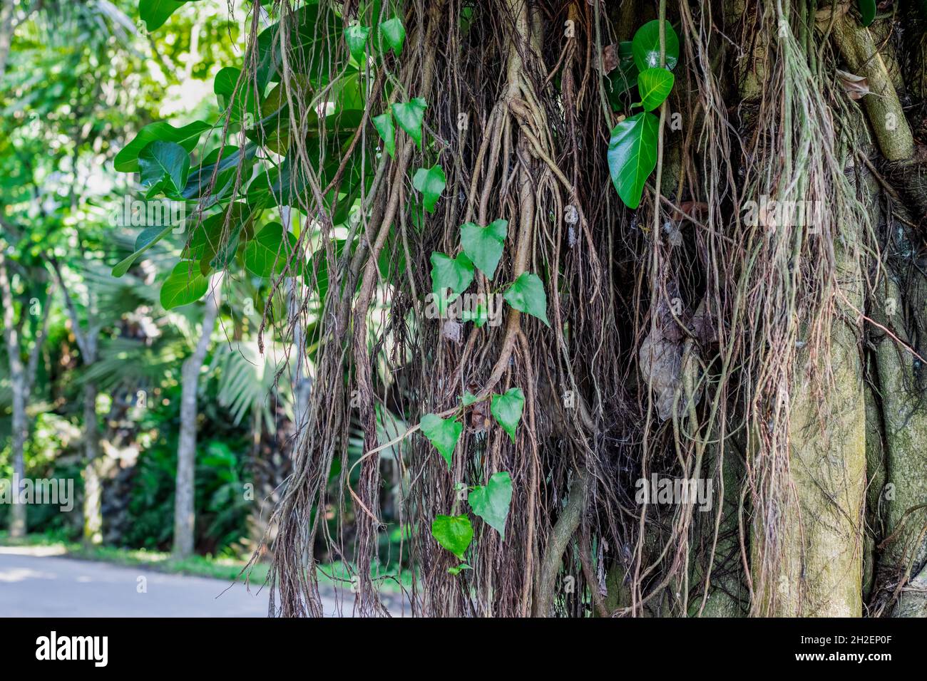 Ein banyan-Baum mit vielen wachsenden Wurzeln neben der Straße aus nächster Nähe Stockfoto