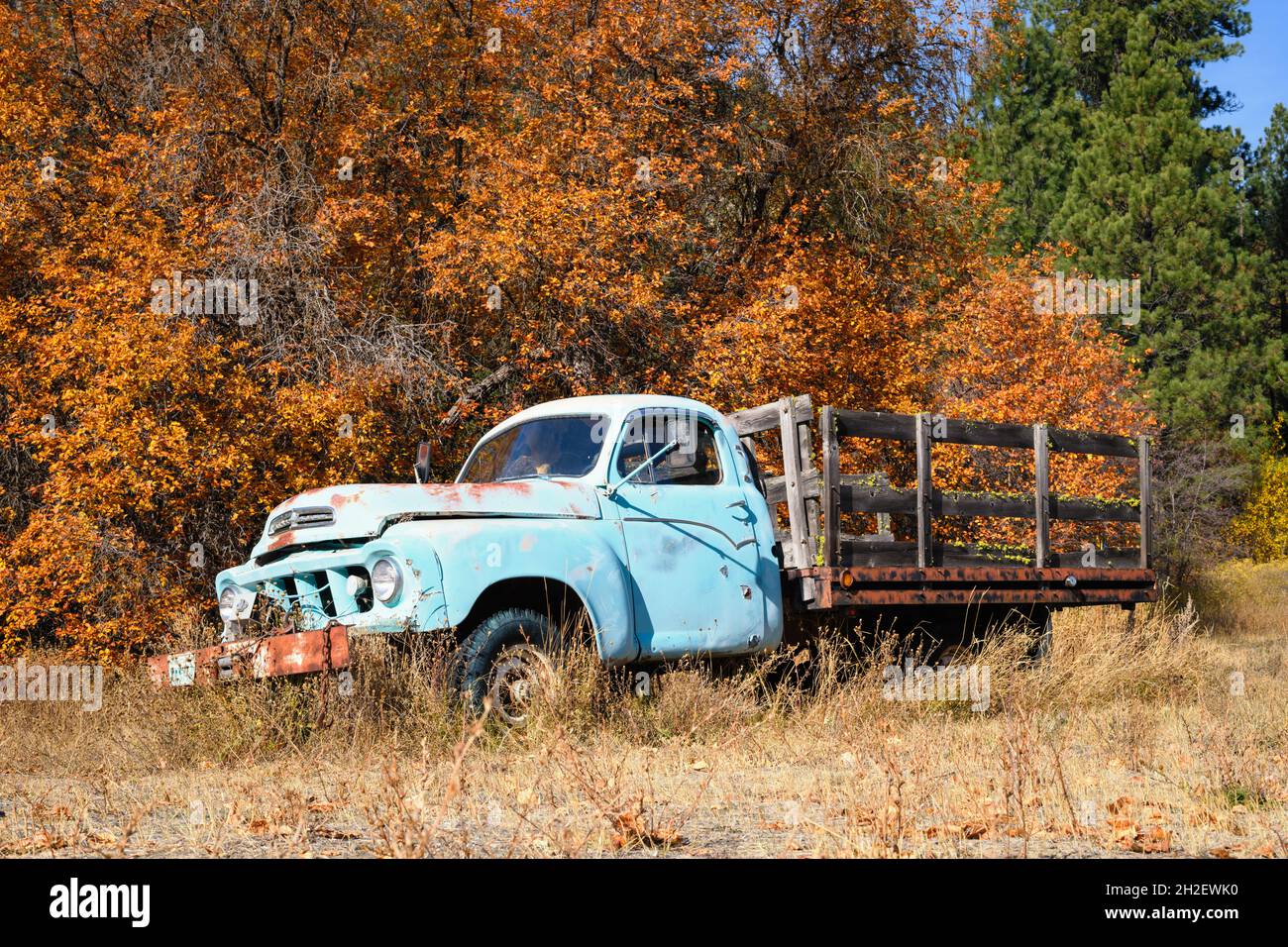 Herbstfarbe auf einem schwarzen Weißdornbaum hinter einem alten blauen Studebaker-Lastwagen in Liberty Washington Stockfoto
