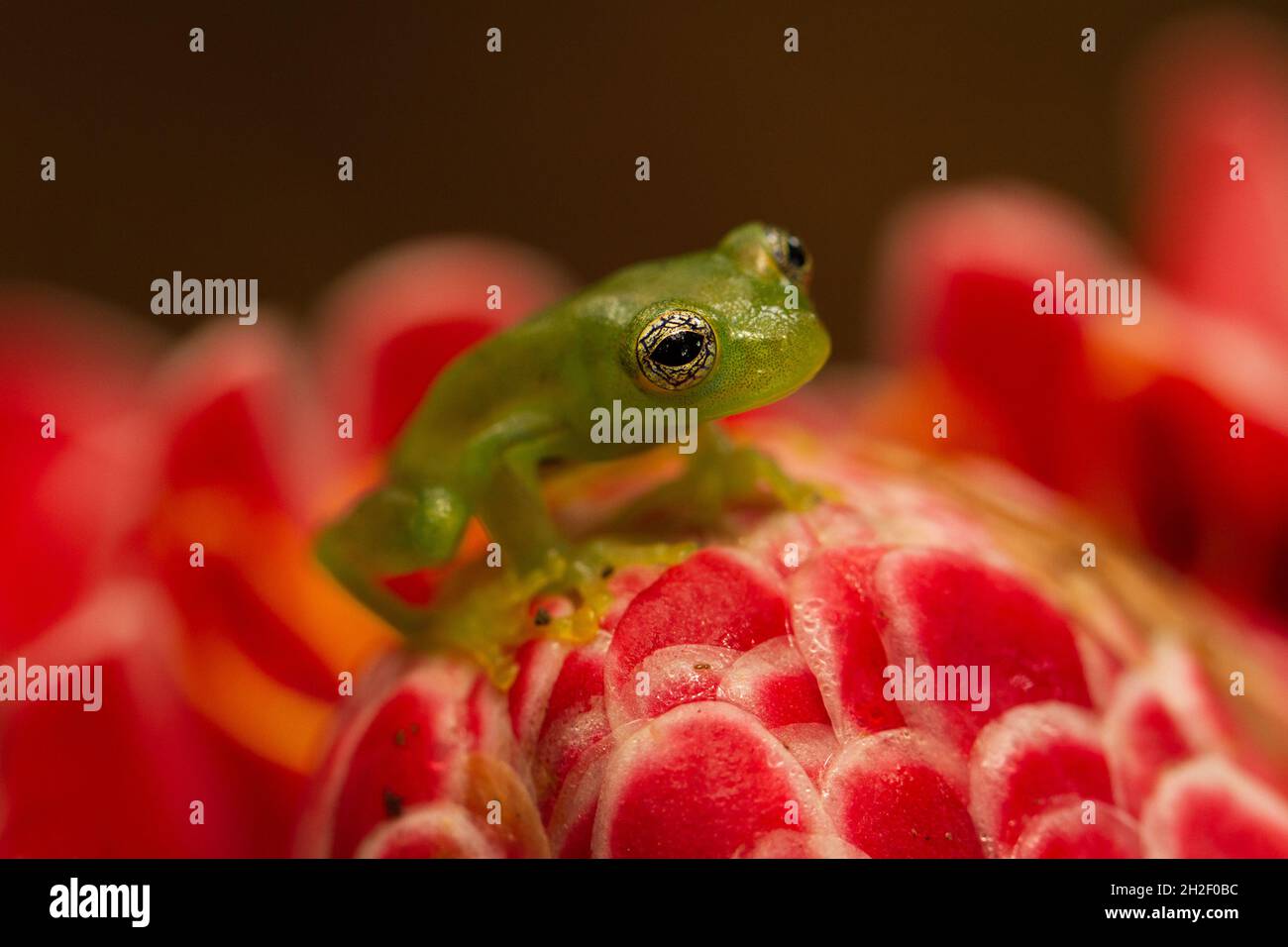 Ein Fleischmanns Glasfrosch (oder Hyalinobatrachium fleischmanni), der auf einer roten tropischen Blume in Costa Rica ruht Stockfoto