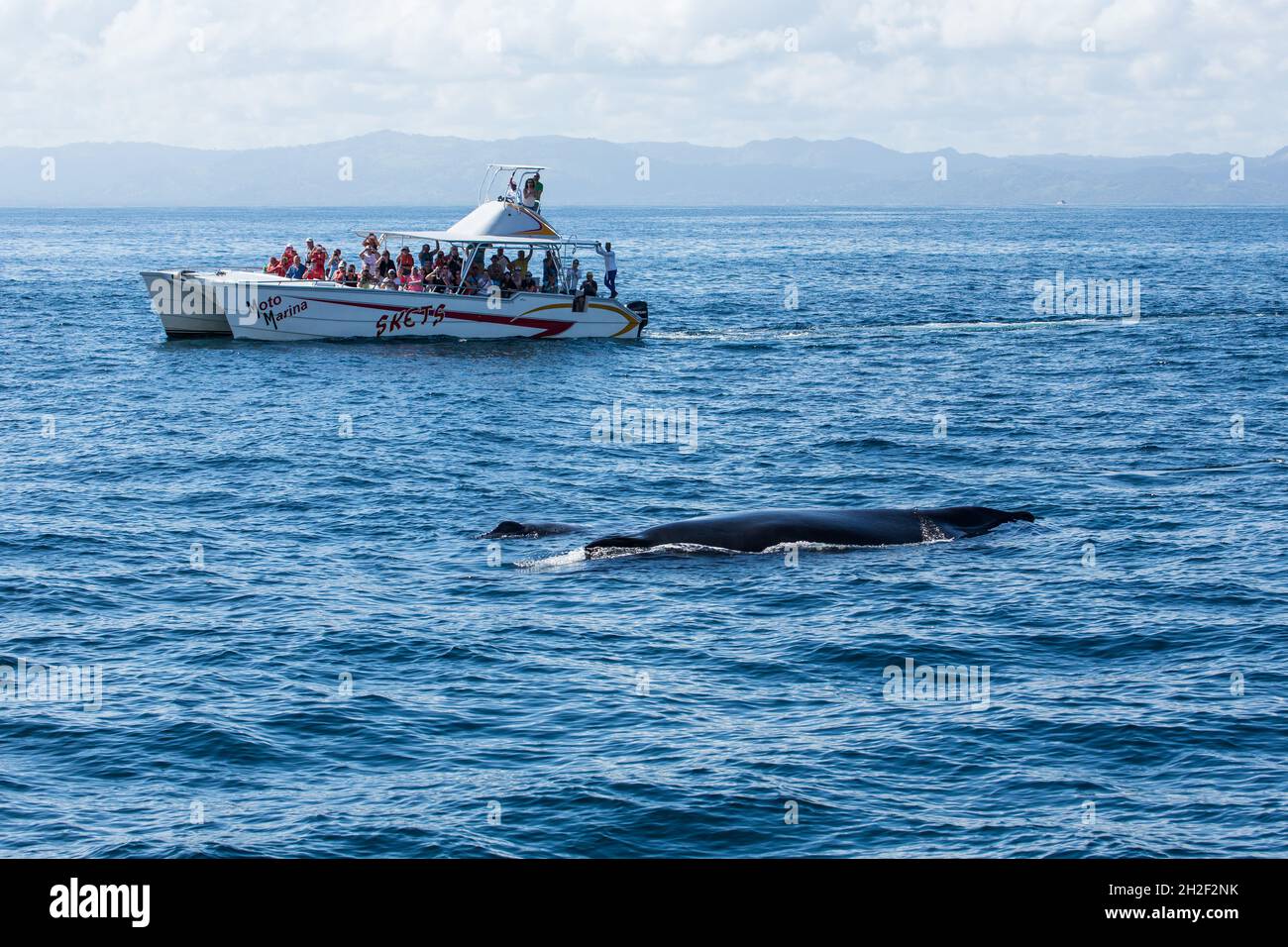 Eine Mutter & Kalb Buckelwale in den Zucht- und Kalbgebieten in Samana Bay, Dominikanische Republik. Stockfoto