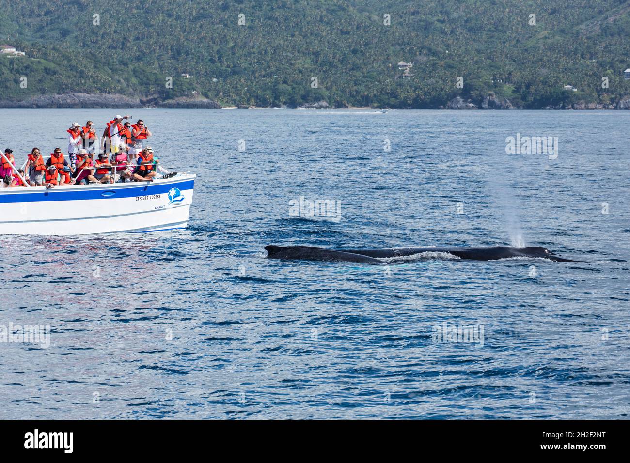 Eine Mutter & Kalb Buckelwale in den Zucht- und Kalbgebieten in Samana Bay, Dominikanische Republik. Stockfoto