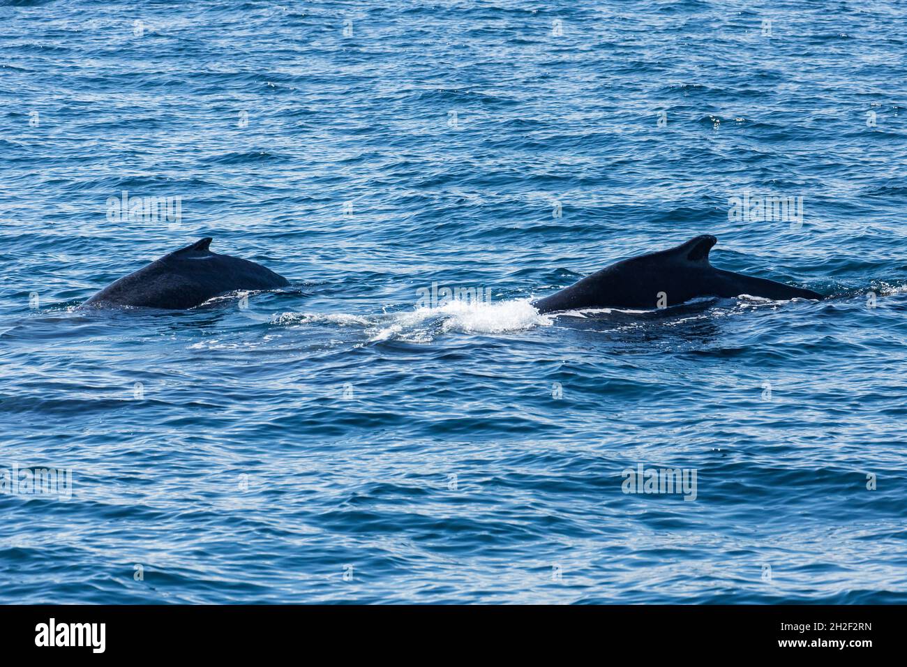 Eine Mutter & Kalb Buckelwale in den Zucht- und Kalbgebieten in Samana Bay, Dominikanische Republik. Stockfoto