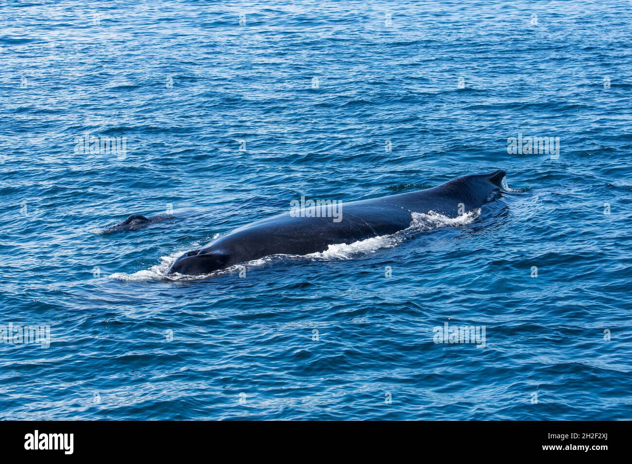 Eine Mutter & Kalb Buckelwale in den Zucht- und Kalbgebieten in Samana Bay, Dominikanische Republik. Stockfoto