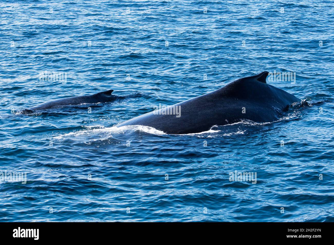 Eine Mutter & Kalb Buckelwale in den Zucht- und Kalbgebieten in Samana Bay, Dominikanische Republik. Stockfoto