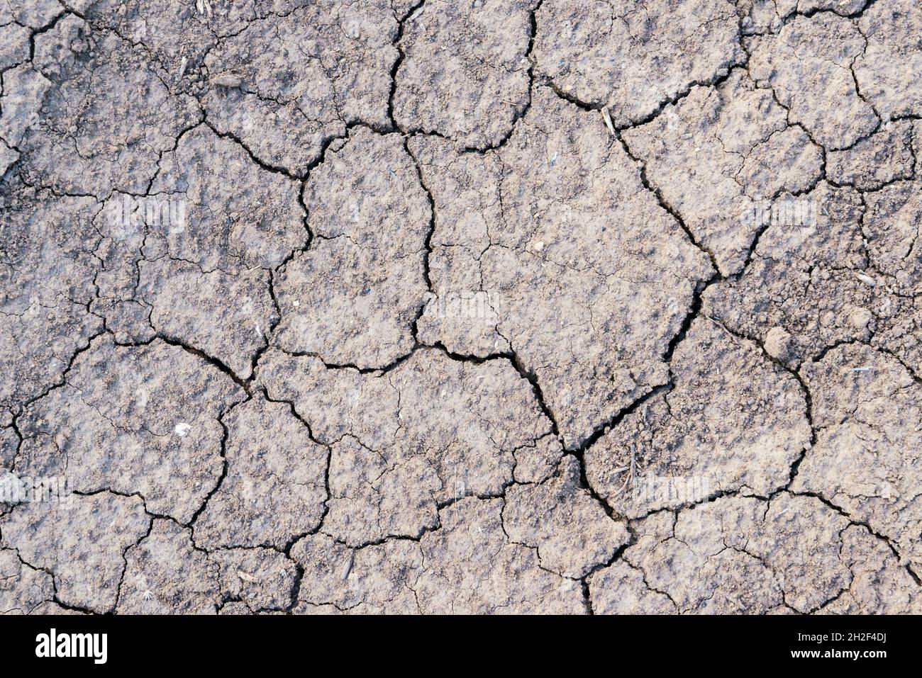 Gerissene Erde Textur des Bodens, gebrochene und raue Oberfläche grauen Lehmboden in der Sommersaison, gerissene Erdgeschoss auf Dürre Umgebung und ho Stockfoto