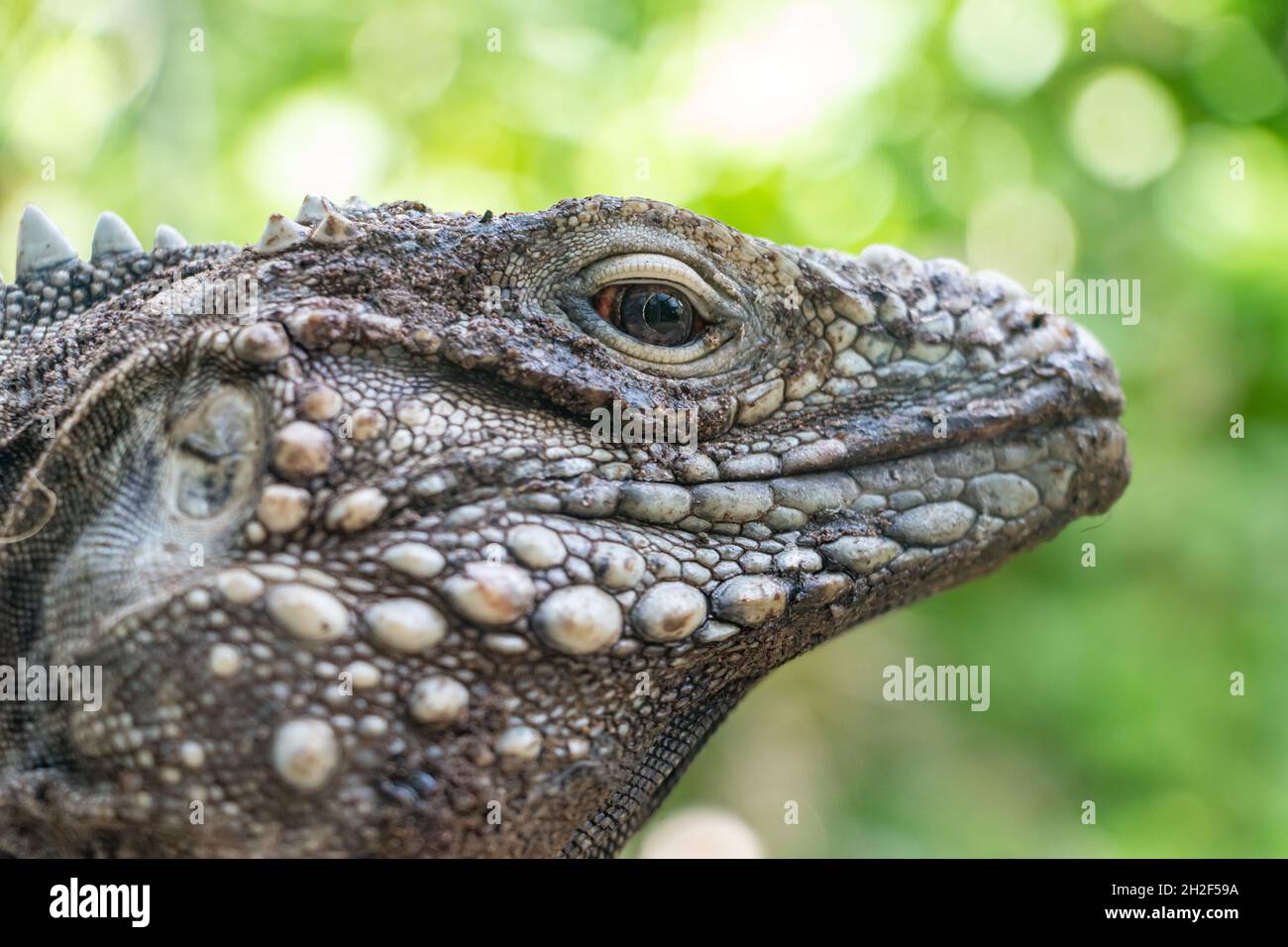 Das Porträt des kubanischen Felseniguanas (Cyclura nubila), auch bekannt als kubanischer Bodeniguan. Stockfoto