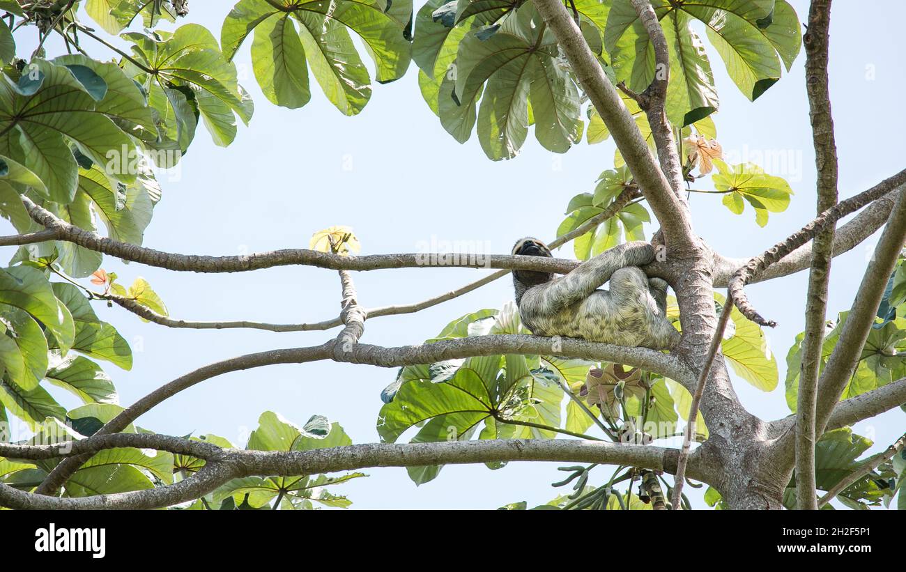 Faultier-Bär hängt in einem Baum und entspannt den Kopf auf dem Ast lächelnd Stockfoto