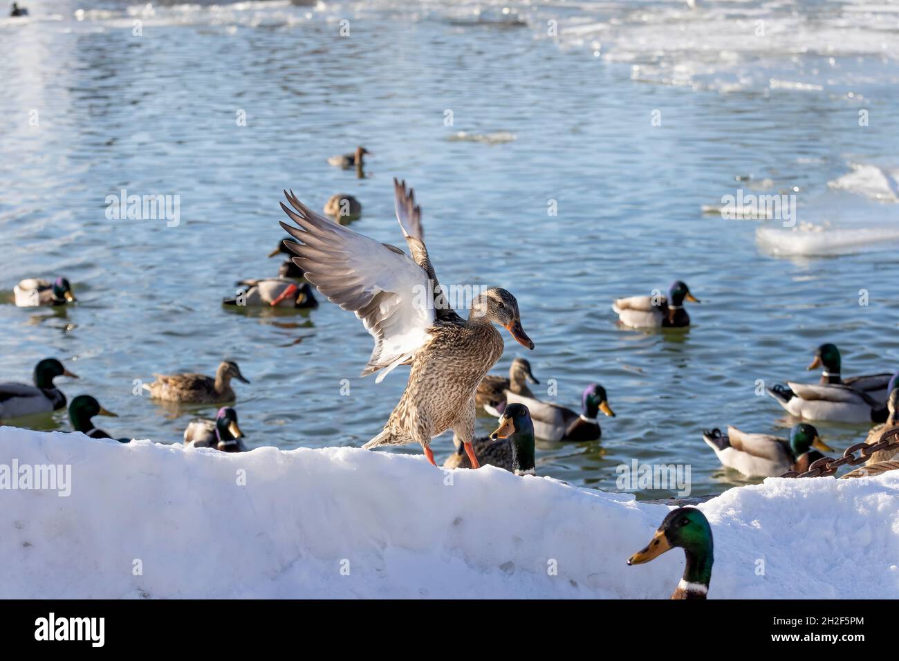 Wild Duck - Stockente auf dem Fluss Stockfoto