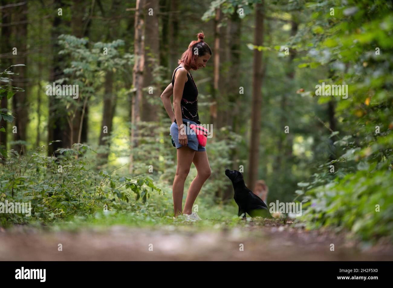 Die junge Obedience-Trainerin trainiert ihren schwarzen labrador-Welpen, der vor ihr sitzt und sie aufmerksam anschaut. Stockfoto