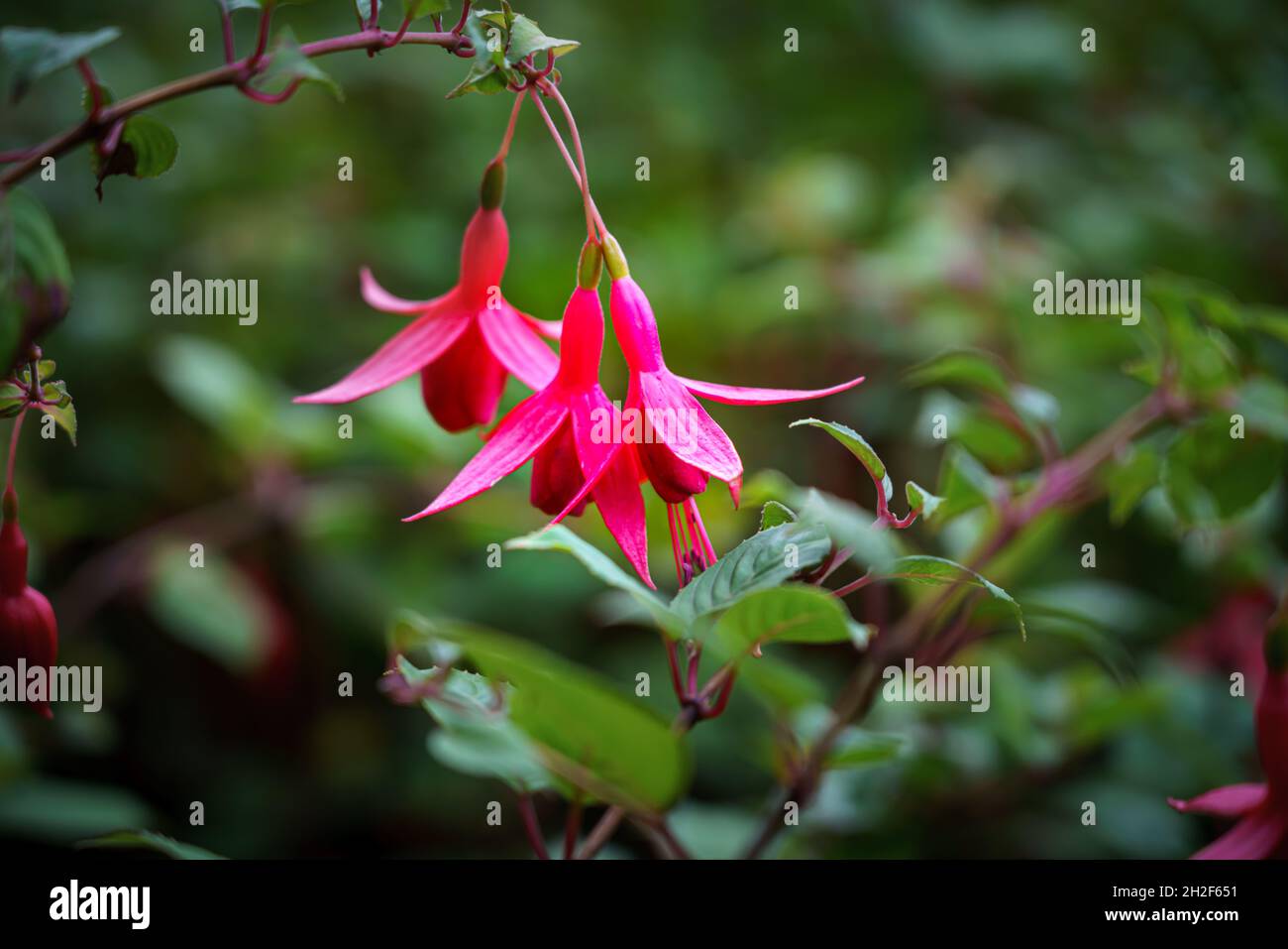 Nahaufnahme von Fuchsia magellanica, auch bekannt als Kolibri oder Hardy Fuchsia, ist eine blühende Pflanze in der Familie der Nachtkerzengewächse Onagraceae Stockfoto