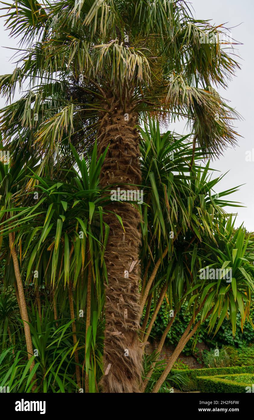 Nahaufnahme einer chinesischen Windmühlenpalme, auch bekannt als Windmühle oder Chusan-Palme (Trachycarpus fortunei), einer winterharten immergrünen Palme Stockfoto