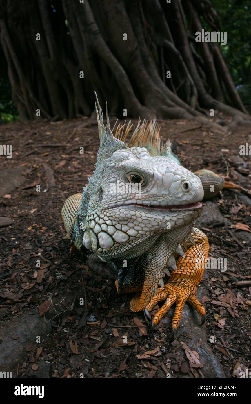 Iguana ist scharf fokussiert, um robuste Eigenschaften und Hautmuster sowie eine imposante Persönlichkeit zu zeigen Stockfoto