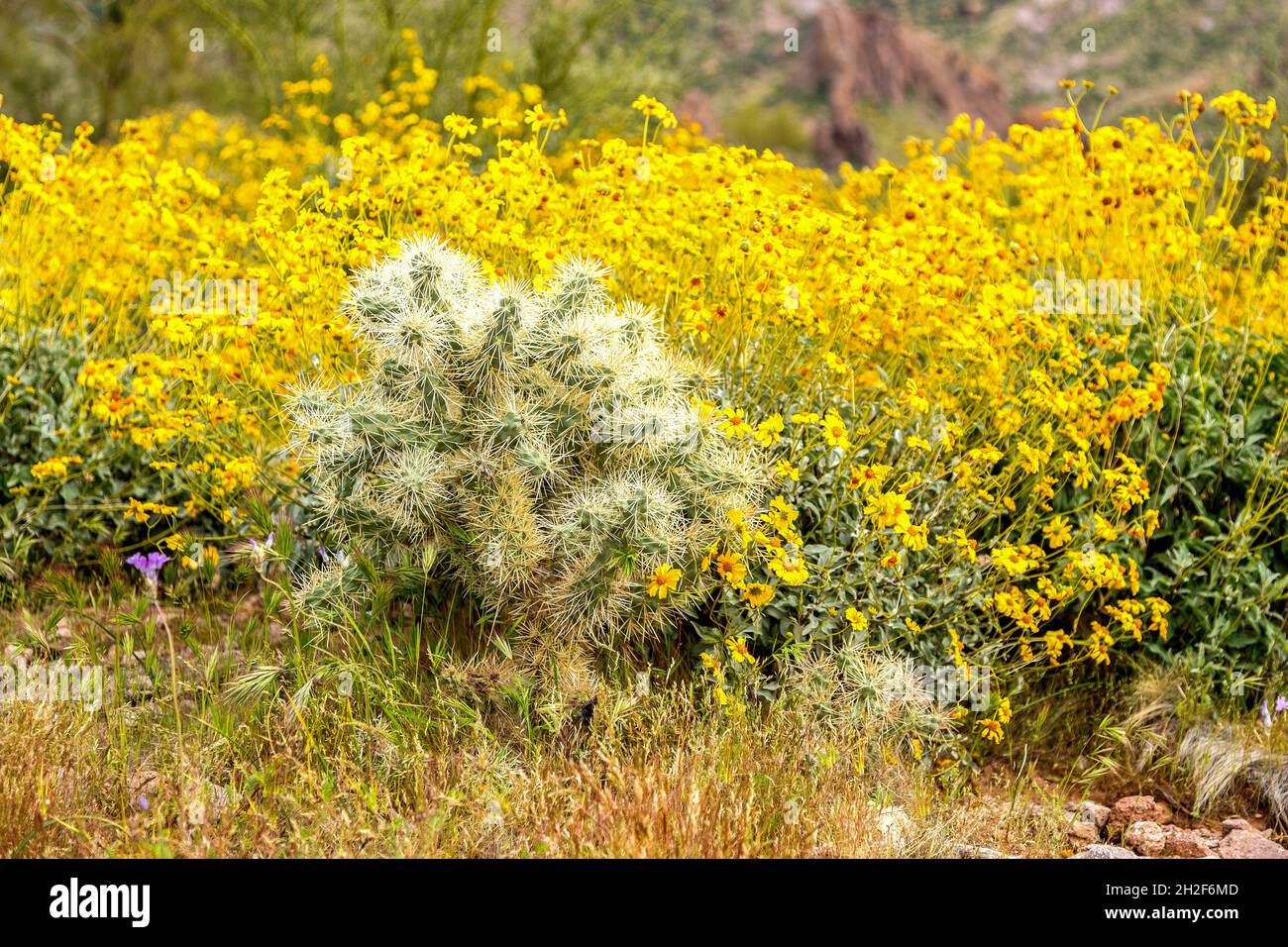 Gelber Brittlebush in Blüte und springenden Cholla Pflanze im Wüstenfrühling. Farbenfrohe, gelbe Wildblumen und Kakteen in der Wüste von AZ im Frühling. Stockfoto