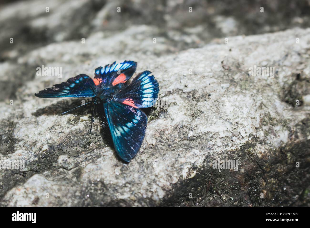 Blauer und orangefarbener Schmetterling auf einem grauen Felsen Stockfoto