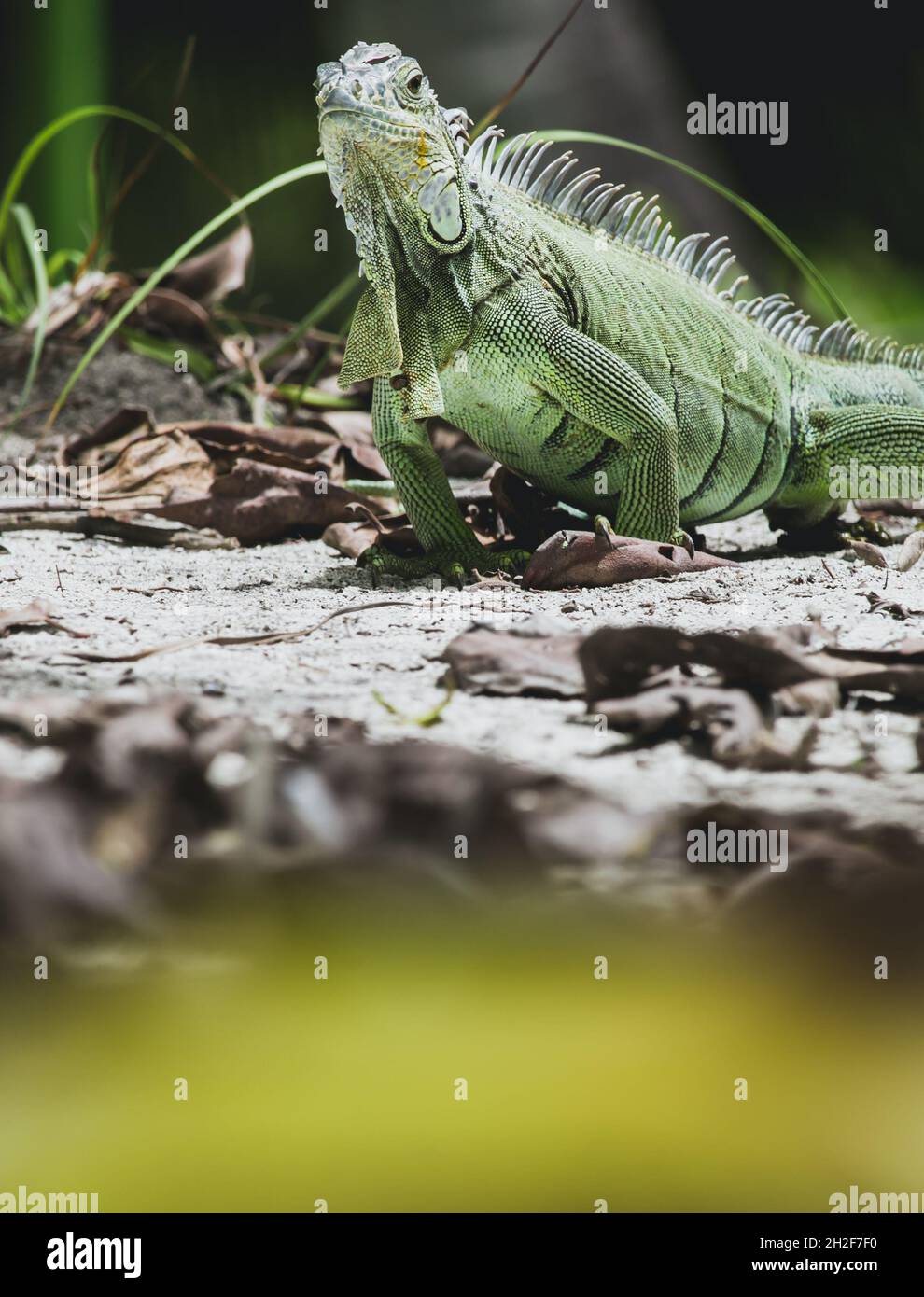 Iguana konzentrierte sich während des Urlaubs scharf darauf, ihre robusten Eigenschaften, Hautmuster und individuellen Persönlichkeiten zu zeigen Stockfoto