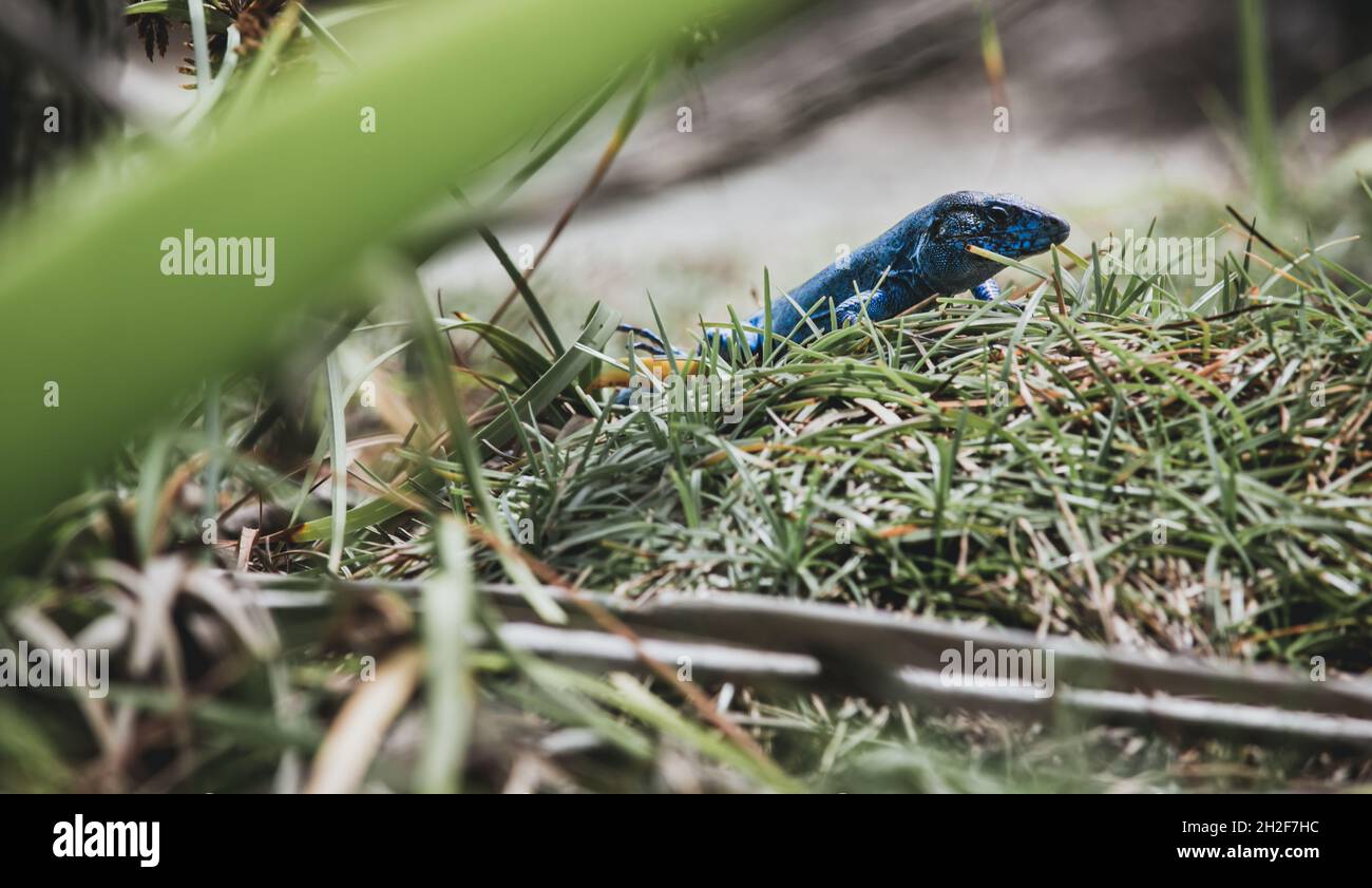 Regenbogen-Whiptail versteckt sich scharf im Gras und zeigt seine leuchtend blaue Farbe und Textur in Kolumbien Stockfoto