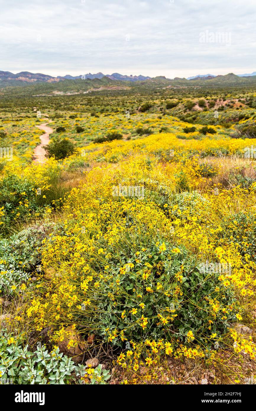Feld von gelben Frühlingsblumen mit Wanderweg in der AZ-Wüste Frühling an einem bewölkten Tag. Farbenfrohe Sonoran-Wüste, die im Frühling blüht. Stockfoto