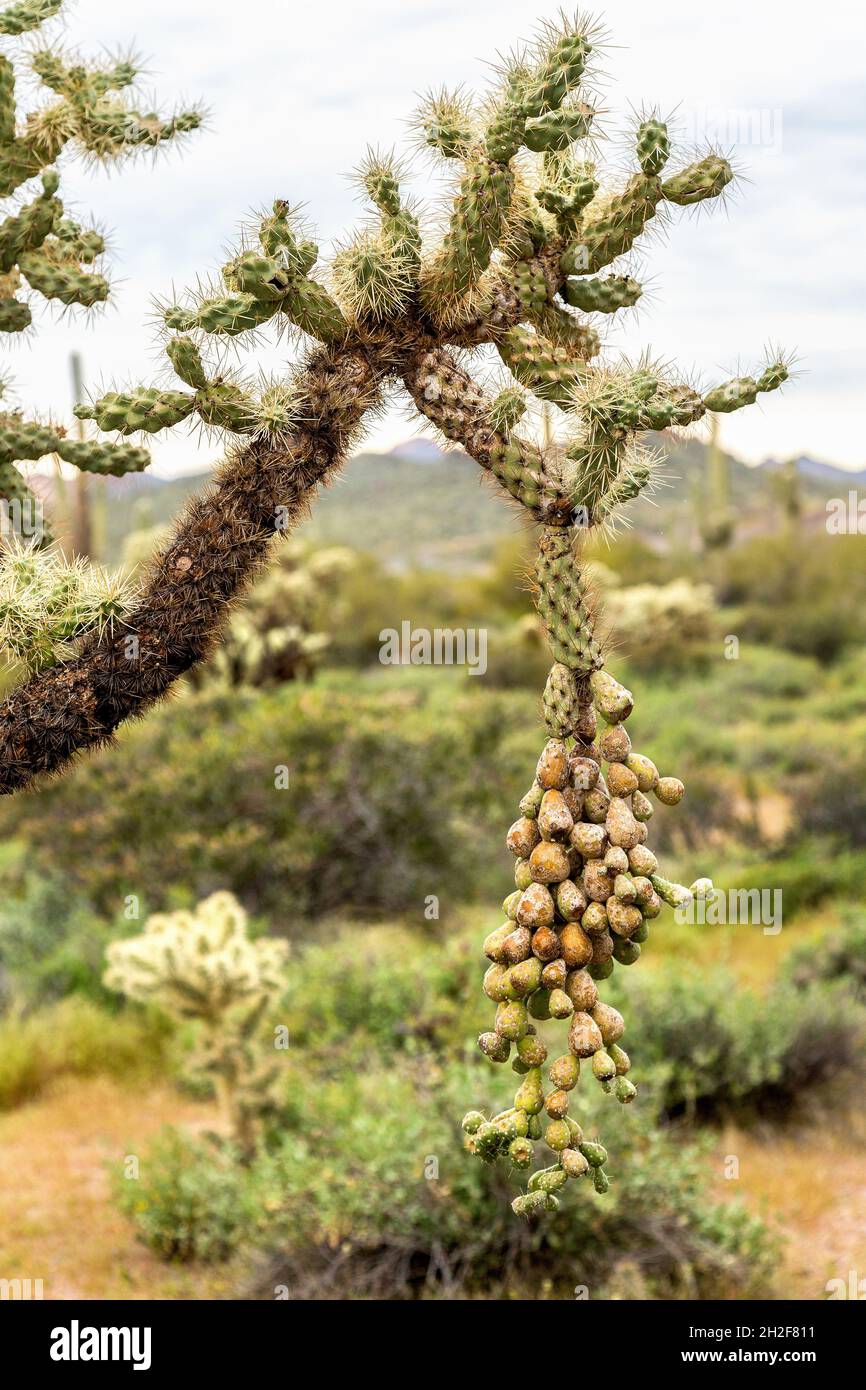 Springende Cholla mit Single Long Fruit Bundle im verschwommenen HintergrundDie verkettete Frucht hängt im Hochportrait mit Backgound Bokeh vom springenden Cholla-Arm. Stockfoto