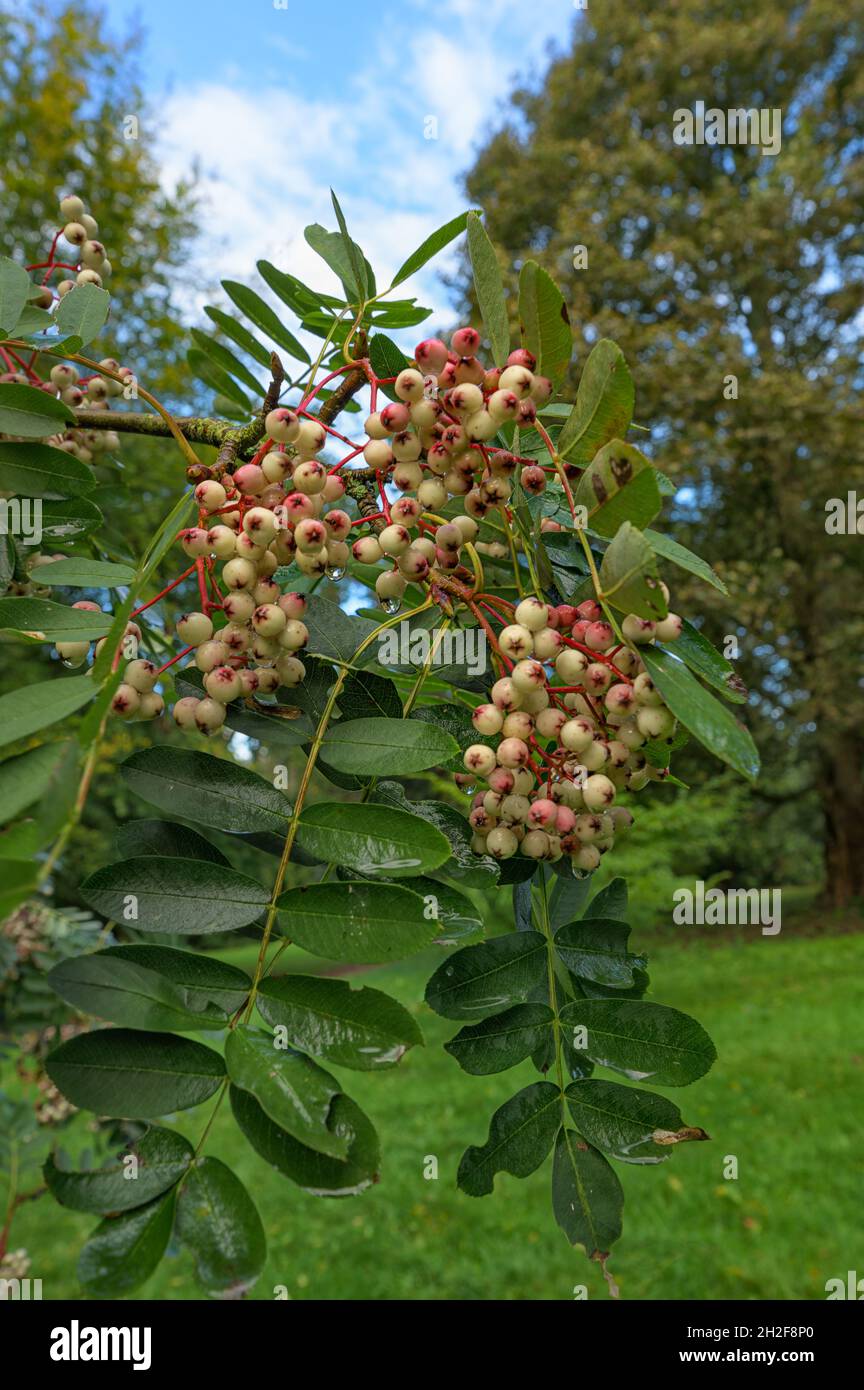 Sorbus Pink Pagode - Bergasche im Lynford Arboretum in Norfolk im Herbst. Stockfoto