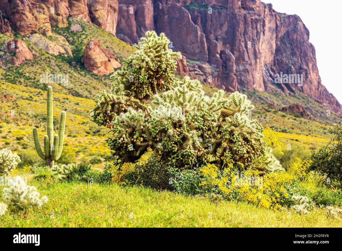 Kette von Fruchtkolla, saguaro-Kakteen und gelbem Brittlebush mit Flatiron Peak im Hintergrund im Frühling. Lost Dutchman State Park in Bloom. Stockfoto