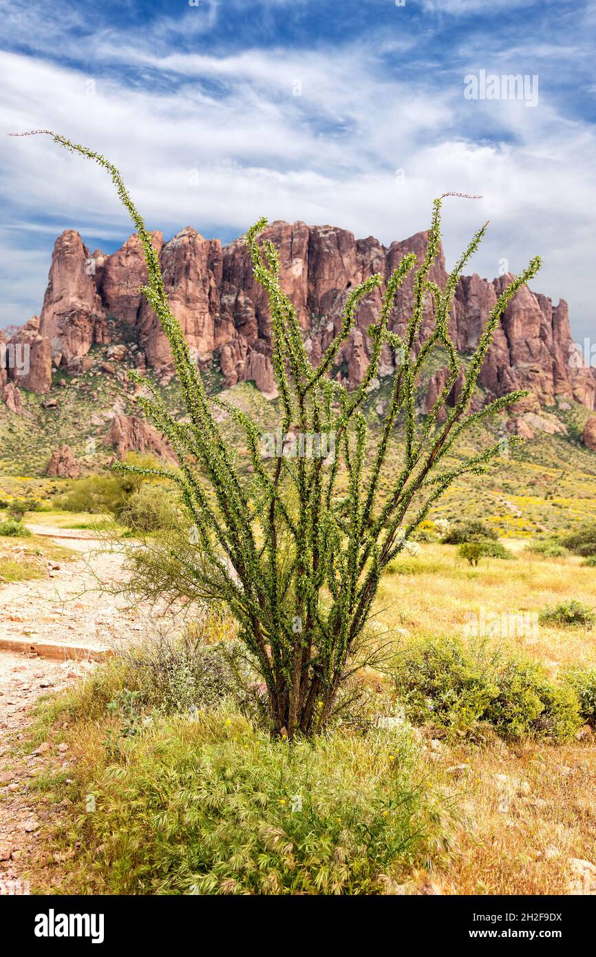 Wanderweg im Lost Dutchman State Park mit Ocotillo-Kaktus und Wildblumen in den Superstition Mountains. Wandern in der AZ-Wüste im Frühling. Stockfoto