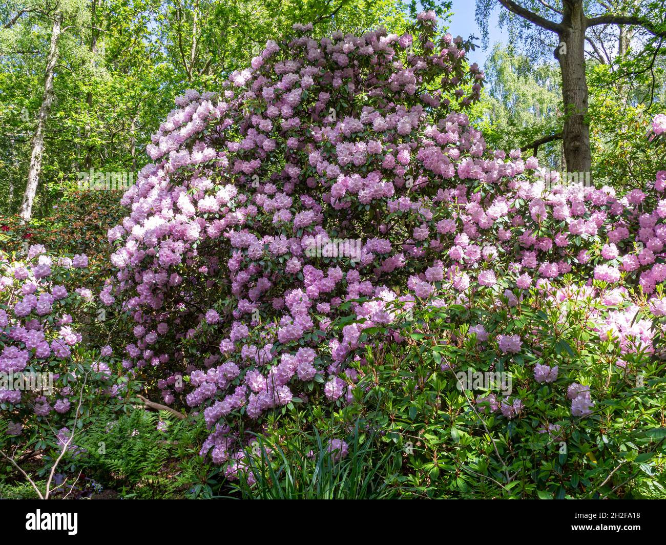 Purpurner Rhododendron-Baum, der in einem Wald blüht Stockfoto