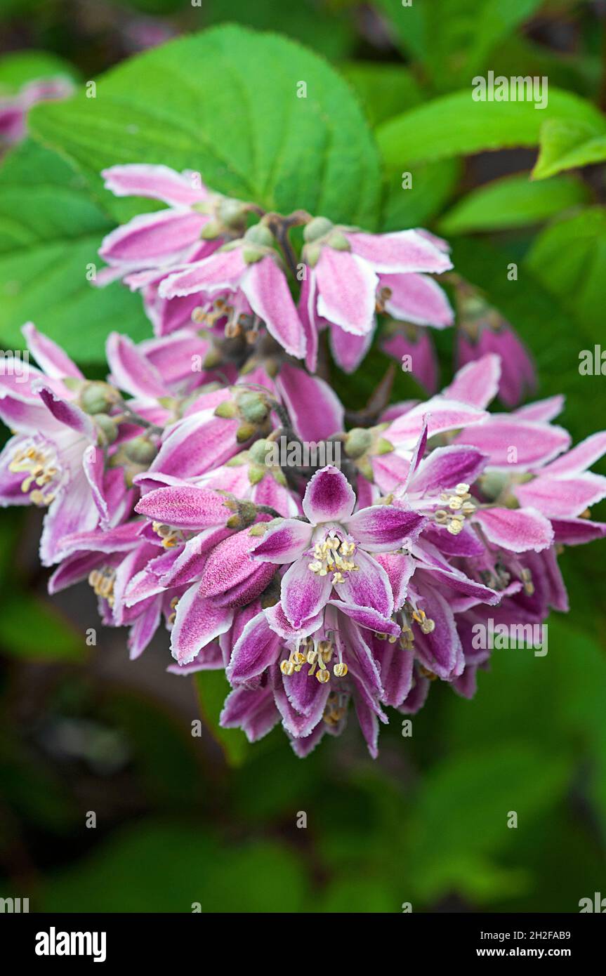 Nahaufnahme von Deutzia x hybrida Mont Rose Blütenstand ein sommerlich blühender, voll winterharter, buschiger Strauch mit violett-rosa Blüten Stockfoto