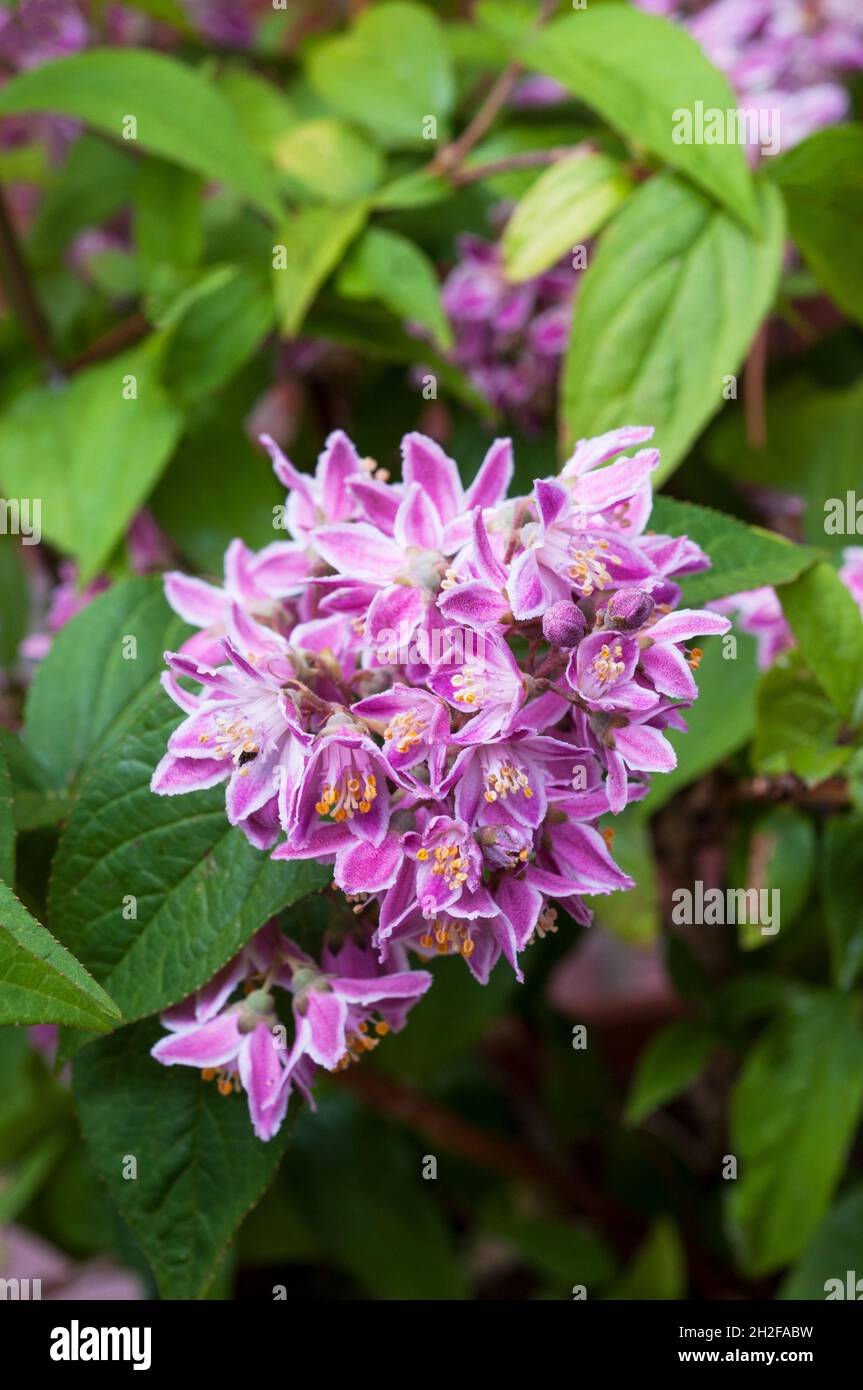 Nahaufnahme von Deutzia x hybrida Mont Rose Blütenstand ein sommerlich blühender, voll winterharter, buschiger Strauch mit violett-rosa Blüten Stockfoto