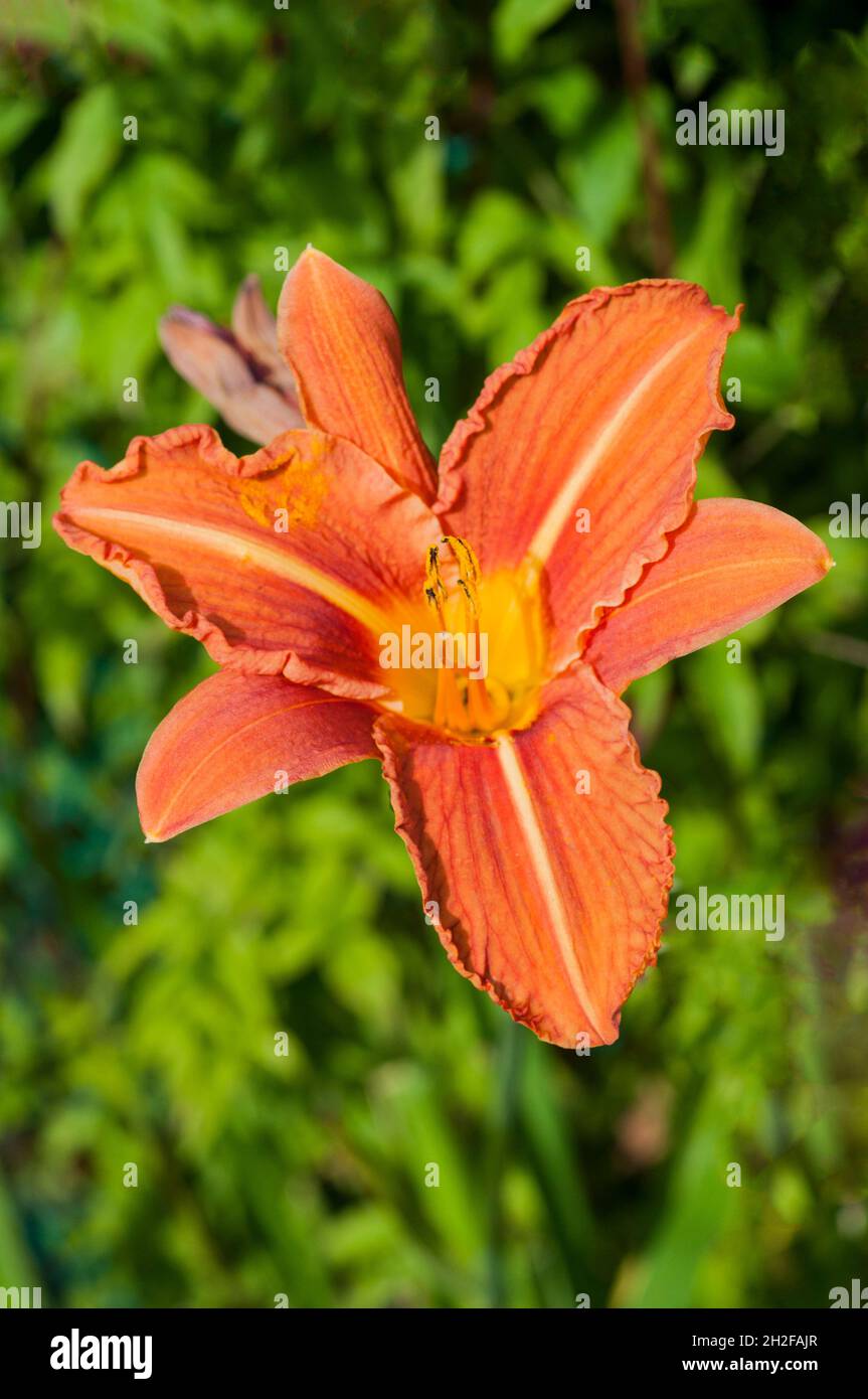 Nahaufnahme von Day Lily Hemerocallis fulva mit orange-braunen Blüten gegen grüne Blätter eine krautige Staude, die halb immergrün und voll winterhart ist Stockfoto