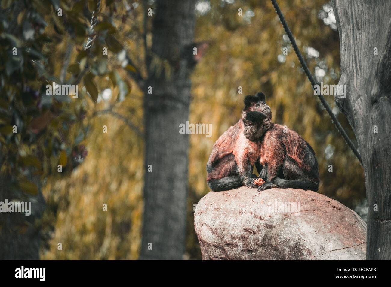 Kleine Affen zusammen in einem Zoo Stockfoto