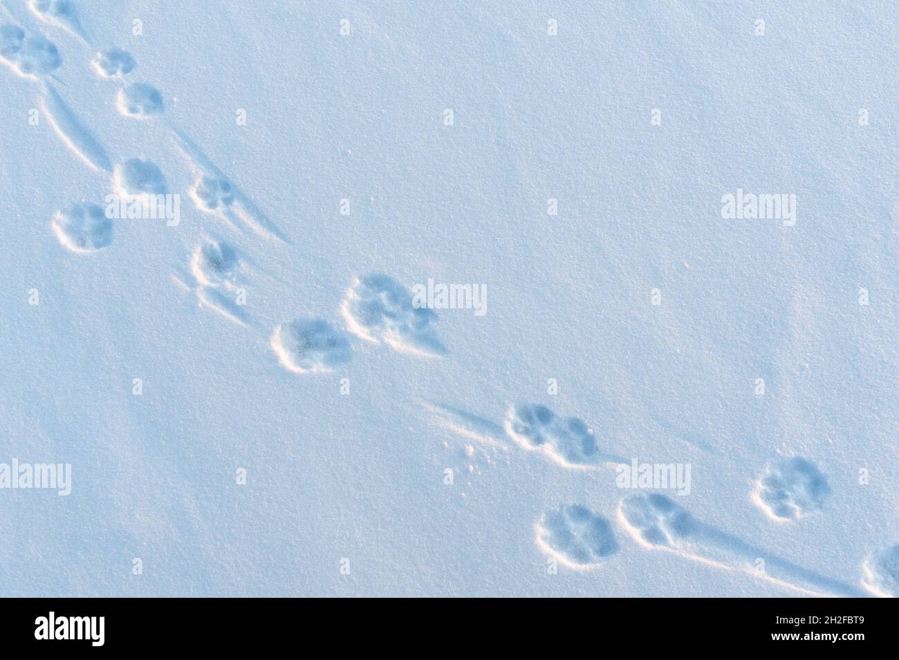 Hundepfoten drucken in frischem, neu gefallener Schnee Stockfoto