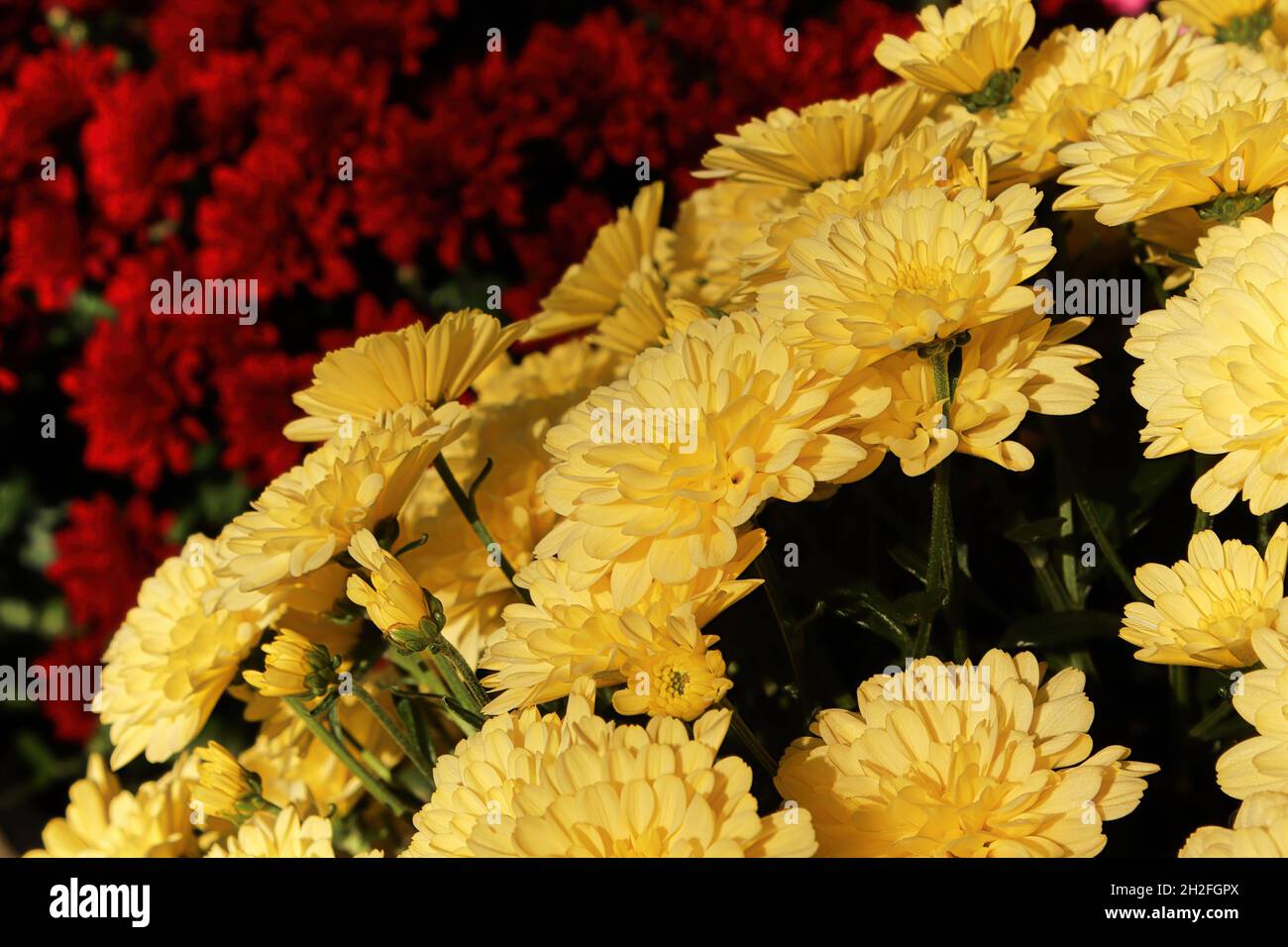 Eine gelbe Topfmutter vor roten Blumen Stockfoto