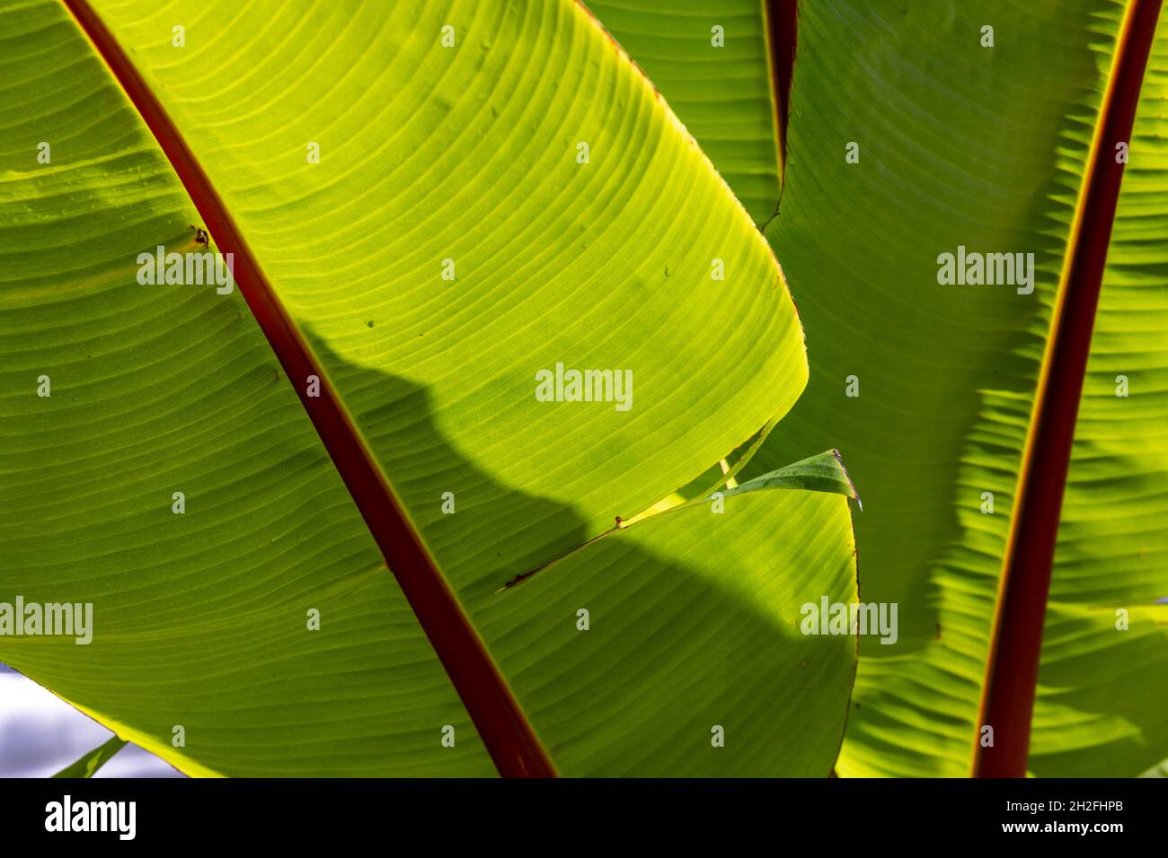 Nahaufnahme der riesigen Blätter der Abessinier Bananenpalme mit leuchtend rotem Rücken, Sydney Garden, NSW, Australien Stockfoto