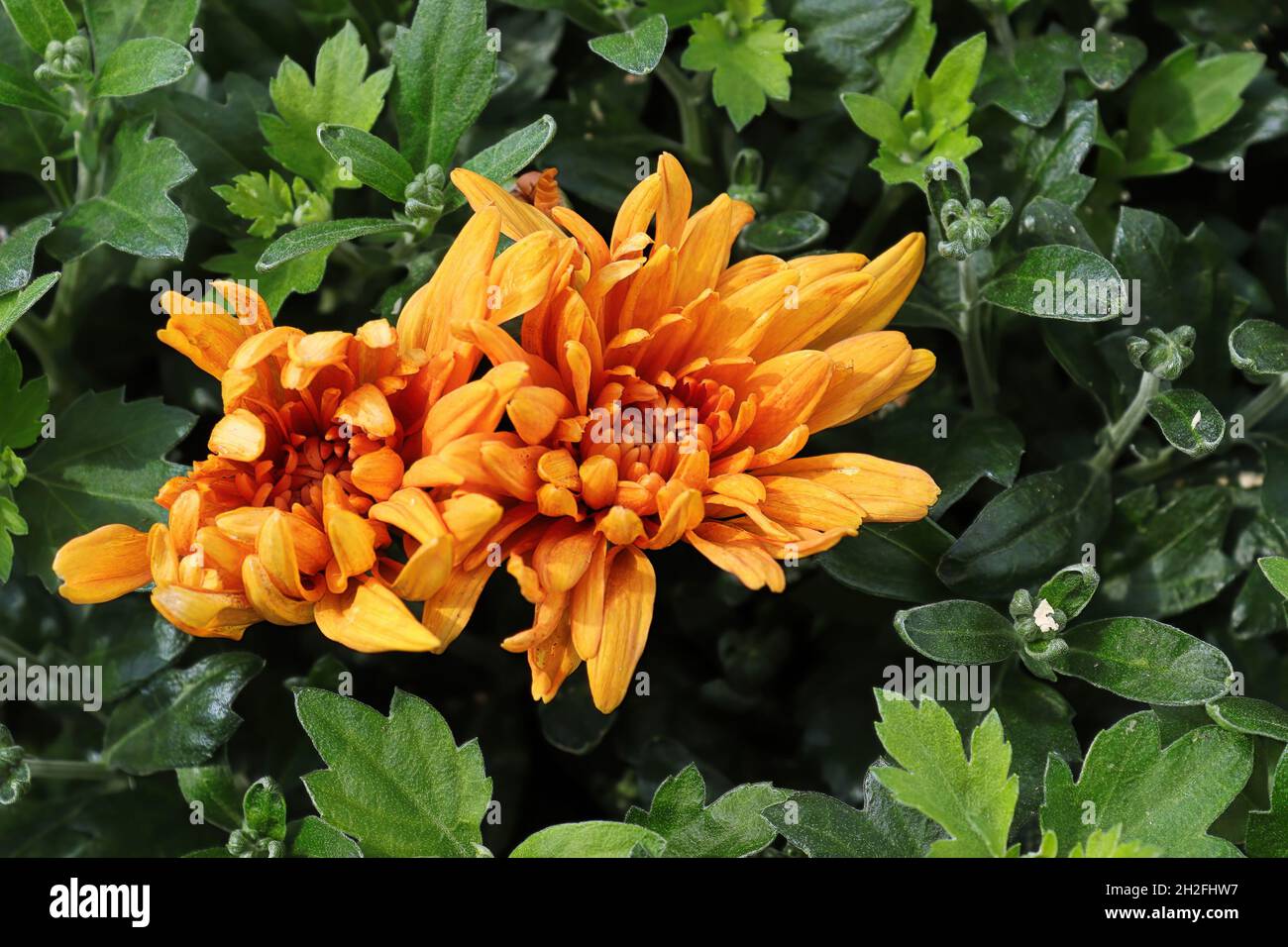 Nahaufnahme von zwei orangefarbenen Gartenmamas, die im Herbst blühen Stockfoto