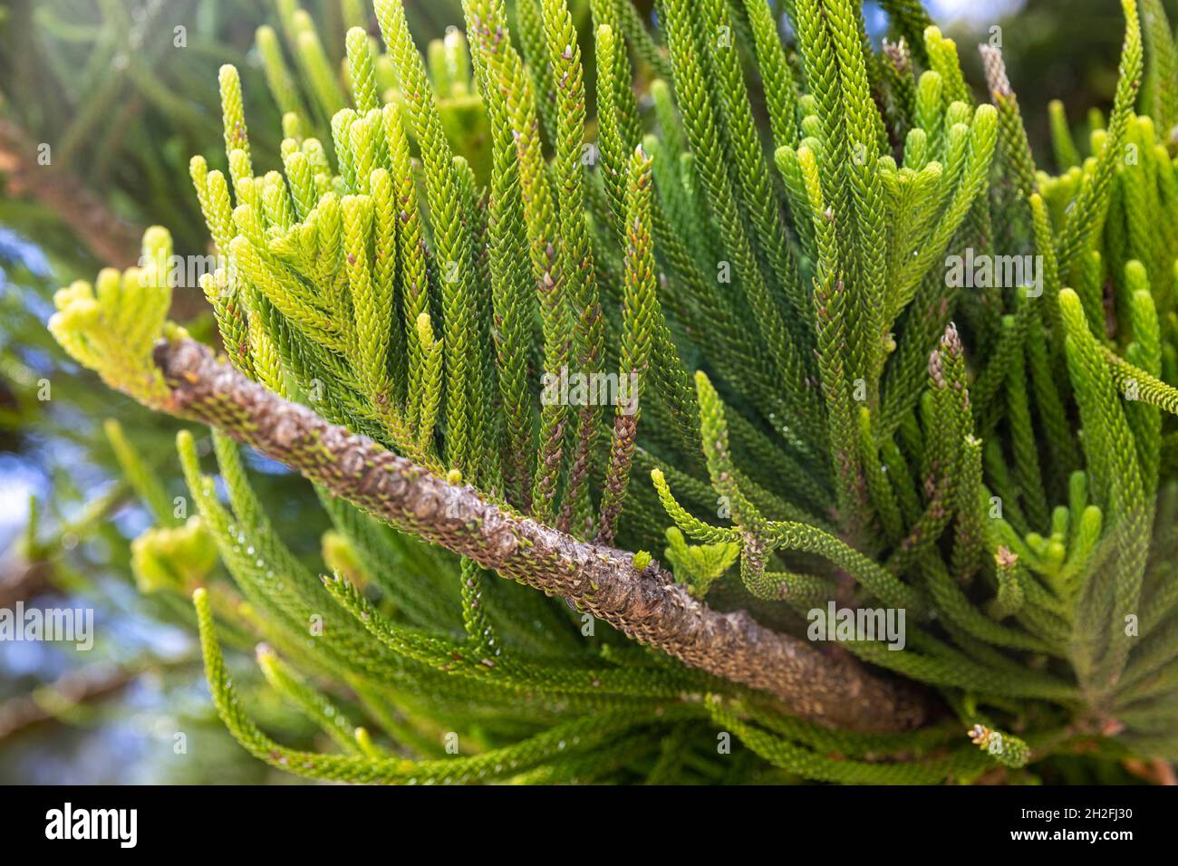 Norfolk Island Pine Tree, araucaria heterophylia, Nahaufnahme von Ast und Blättern dieses Baumes in einem Sydney Park, NSW, Australien Stockfoto
