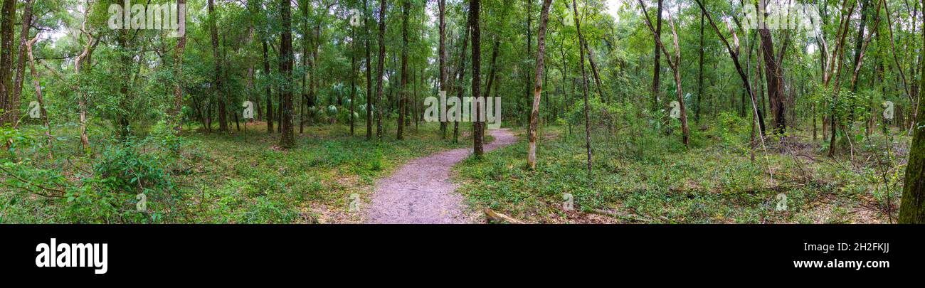 Panorama des „Yellow Trail“ im Rainbow Springs State Park - Dunnellon, Florida, USA Stockfoto