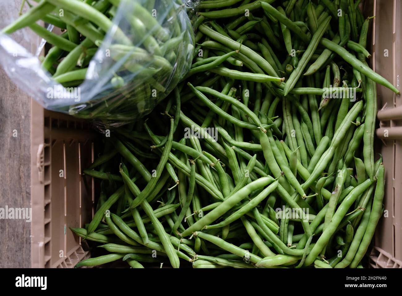 Bauernmarkt Muscadine-Trauben Stockfoto