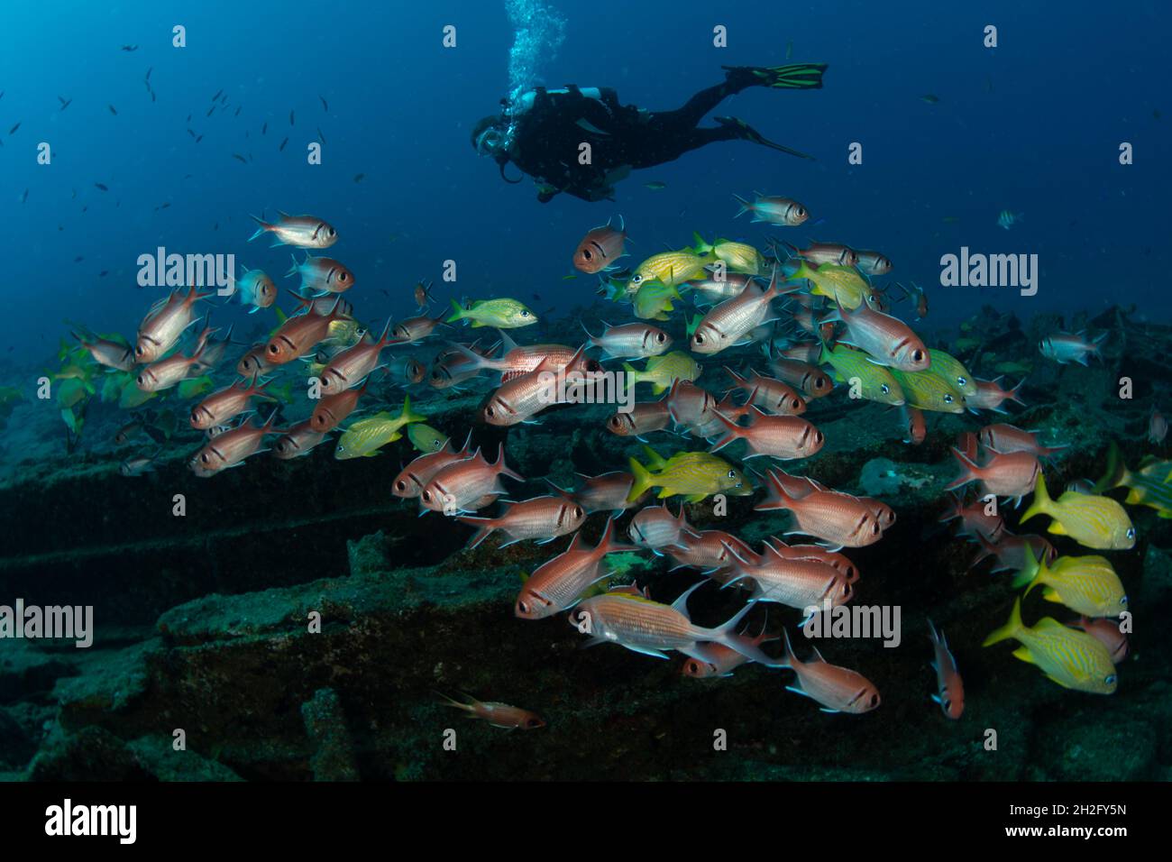 Fischschwärme auf dem Tiegland vor der niederländischen Karibikinsel Sint Maarten Stockfoto
