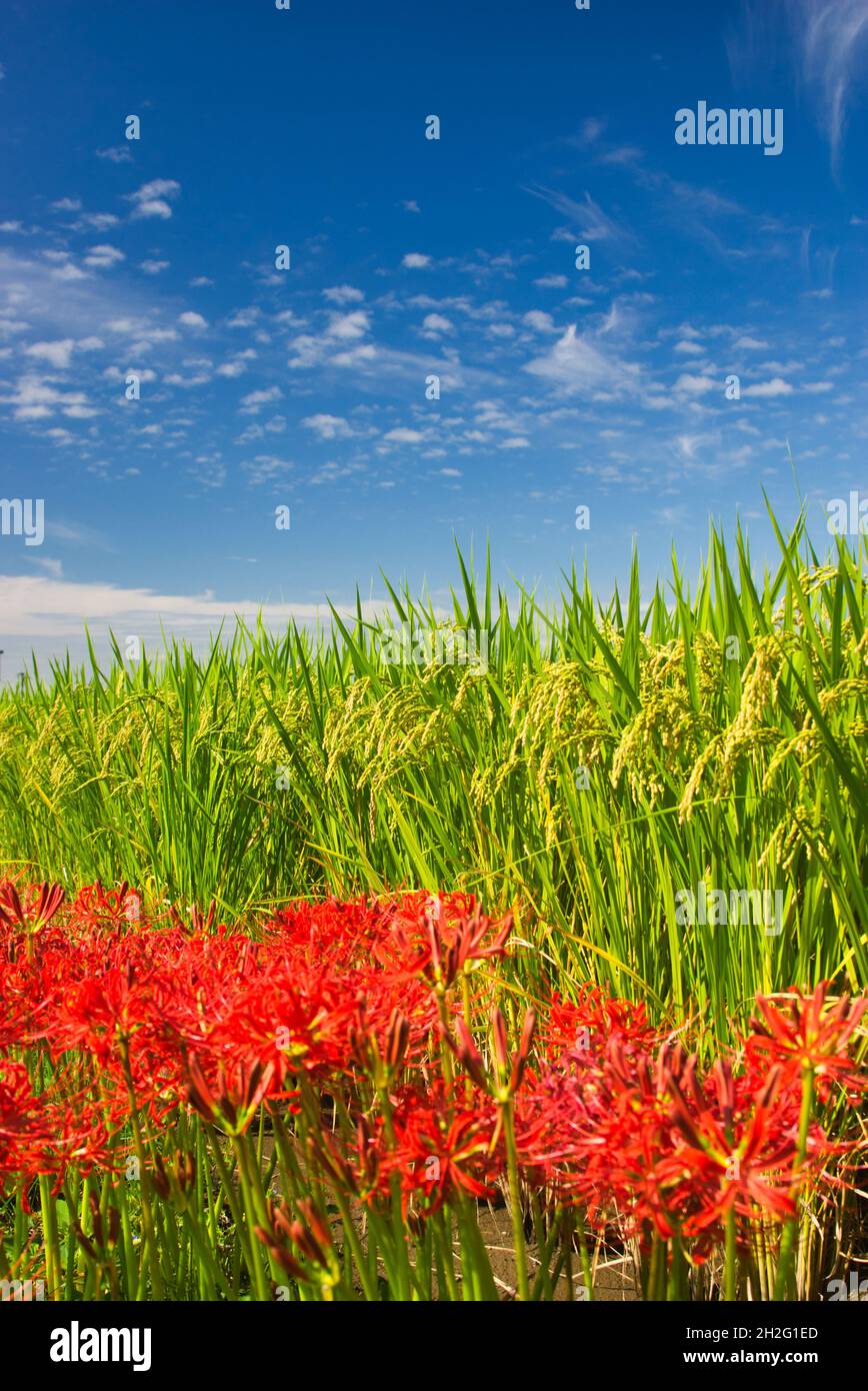 Rote Spinnenlilie und Reisohr Stockfoto