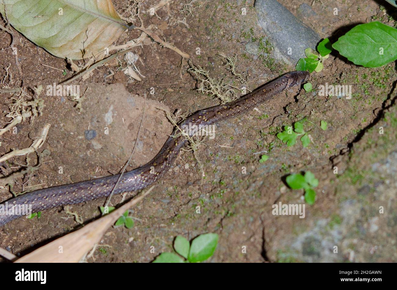 Boie's Kukri Snake, Oligodon bitorquatus, zeigt alte Haut, die am unteren Teil noch nicht durchschlackt ist, nicht giftig, endemisch in Indonesien, Saba, Gianyar, Bali Stockfoto