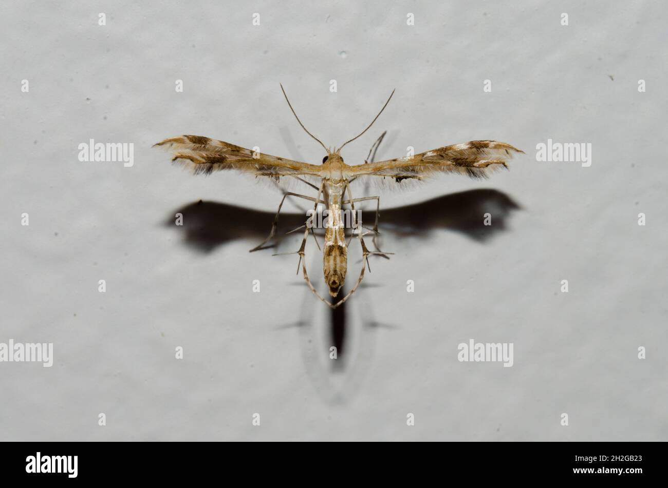 Plume Moth, Sphenarches zanclistes, mit ungewöhnlicher Flügelform, Pering, Gianyar, Bali, Indonesien Stockfoto