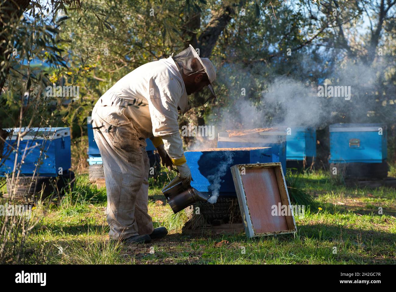 Imker sammelt frischen Honig von den Bienenstöcken in der Natur. bienenzucht Stockfoto