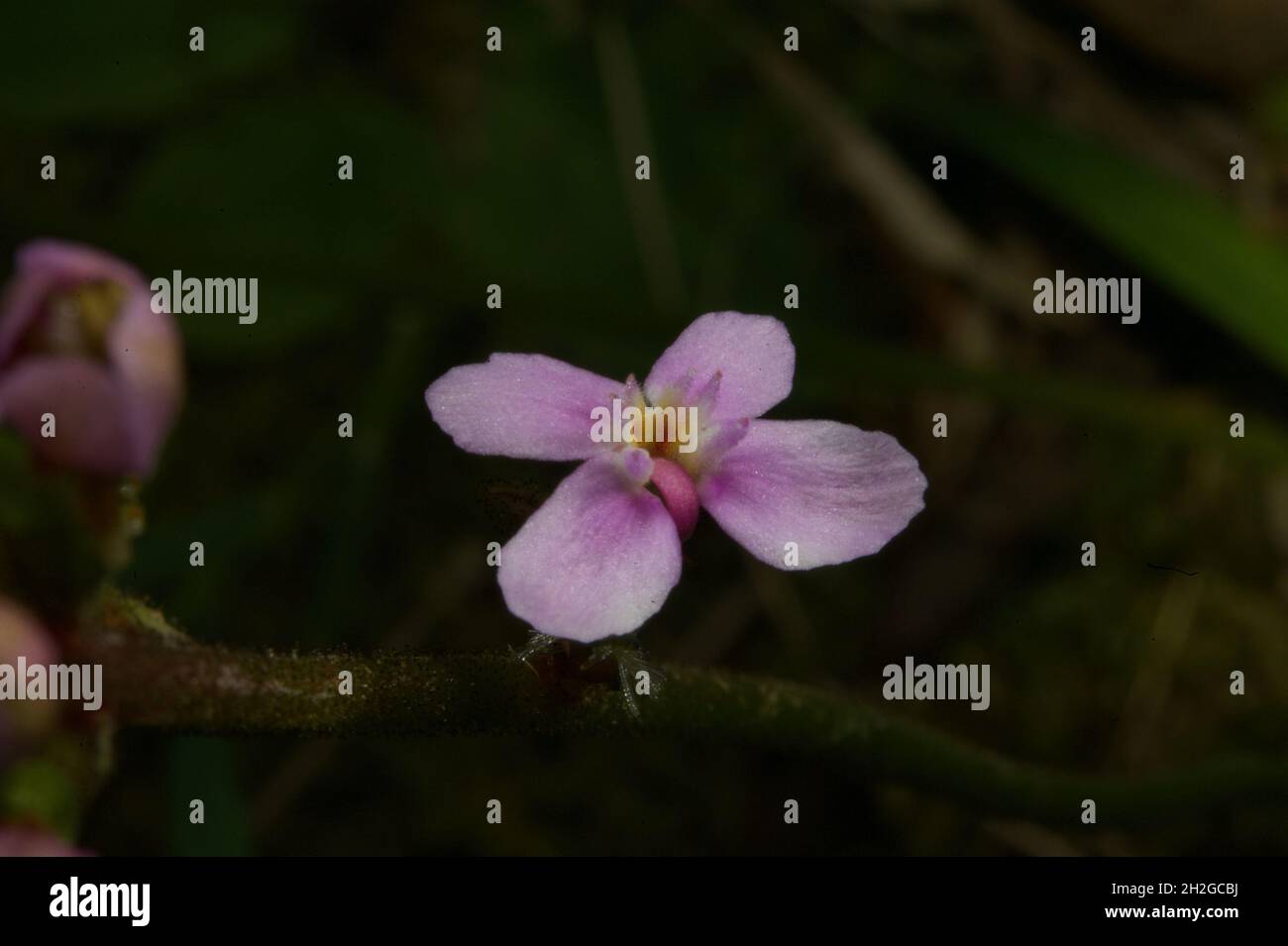 Eine Grass-Trigger-Pflanze (Stylidium Graminifolium) hat Spitzen von winzigen rosa Blüten, von denen jede einen Auslöser hat, um Pollen auf besuchende Insekten abzulagern. Stockfoto