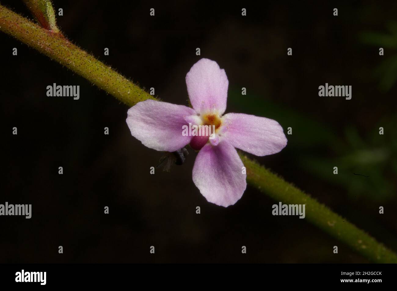Eine Grass Trigger Plant (Stylidium Graminifolia) zeigt den winzigen Pollenauslöser in der Mitte der winzigen rosa Blume - wartet auf ein besuchendes Insekt. Stockfoto